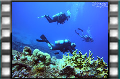 Filmare subacvatica - scuba underwater video - Egipt-2024.mp4