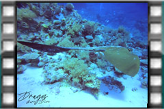 Filmare subacvatica - scuba underwater video - Feathertail.mp4