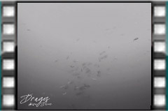 Filmare subacvatica - scuba underwater video - Fish-and-chips.mp4