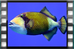 Filmare subacvatica - scuba underwater video - Maldives-2019.mp4