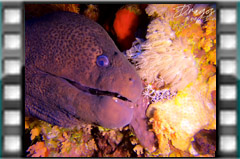 Filmare subacvatica - scuba underwater video - Morena.mp4