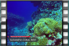 Filmare subacvatica - scuba underwater video - Sudanese-reef.mp4